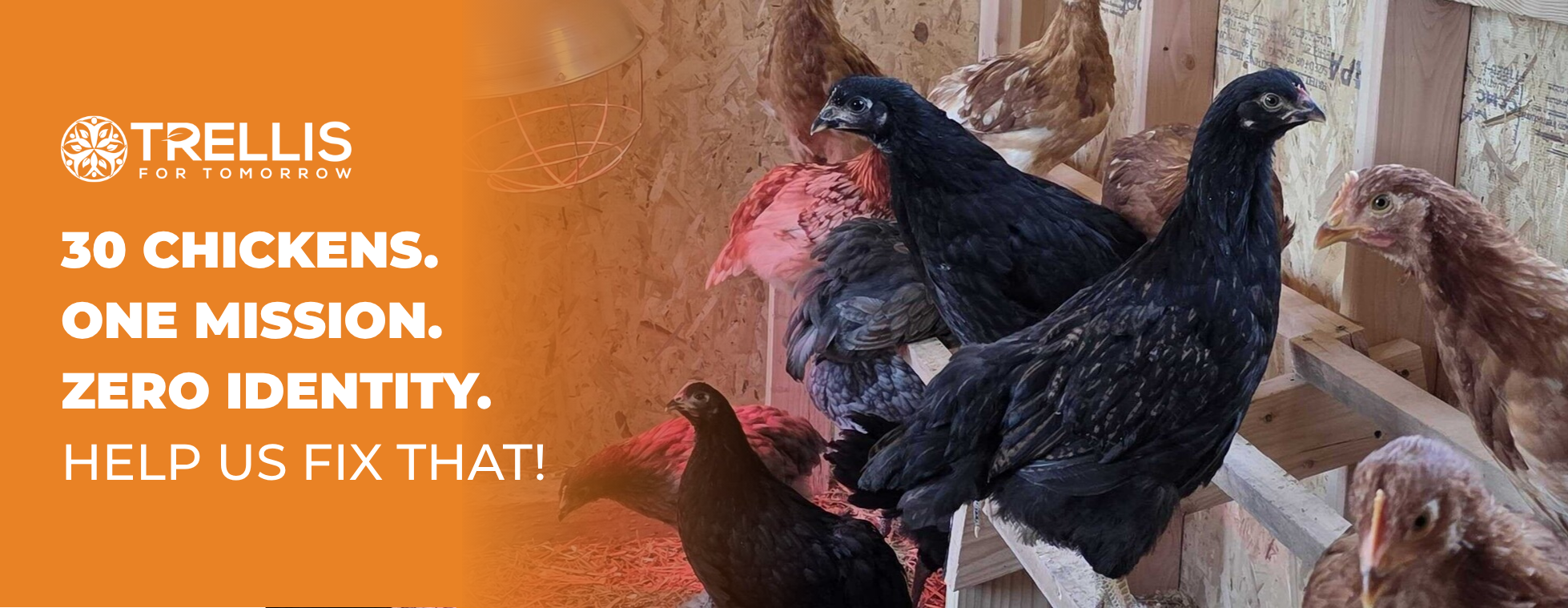 Name the flock!